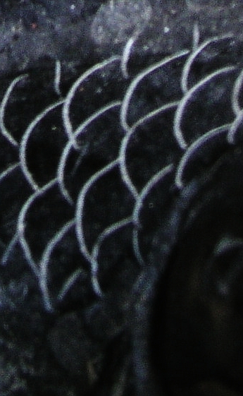 Bild: Fischschuppen-Muster 