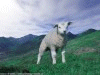 Irish Sheep