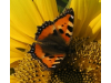 Schmetterling auf Sonnenblume